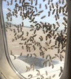 莫斯科机场一飞机遭大批蜜蜂袭击