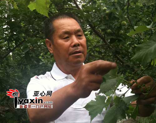 赵大爷家有1200平米宅基地，他把1000平米的宅基地种满了各种树木。亚心网记者 秦金俐摄